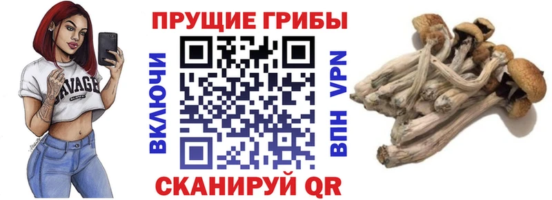 Галлюциногенные грибы Cubensis  Сергач 